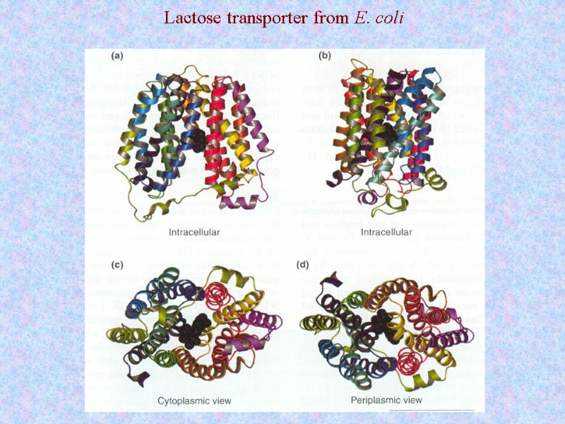 Lactose transporter from E. coli